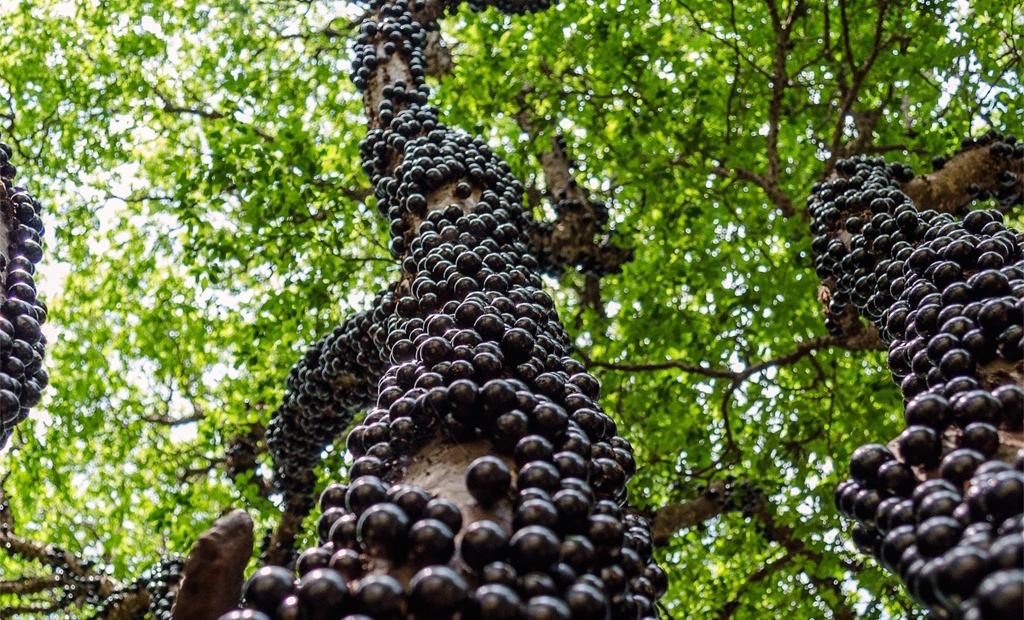 Jabuticaba