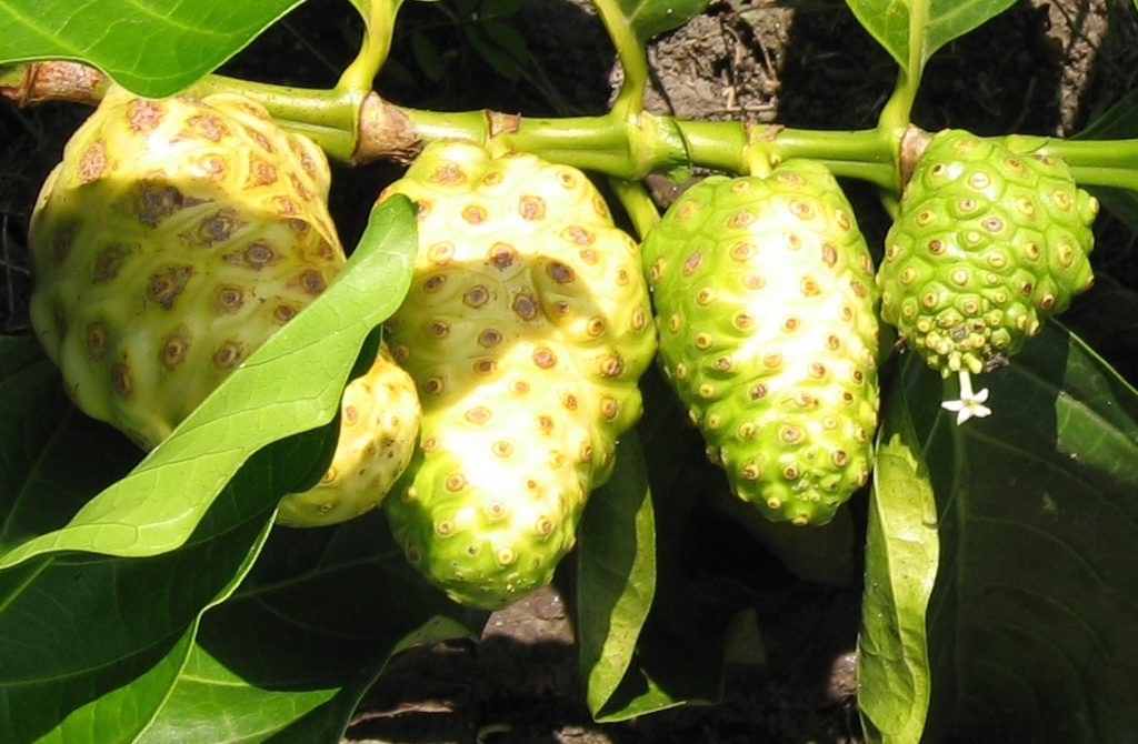 Noni Frucht