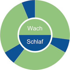 Triphasischer Schlaf